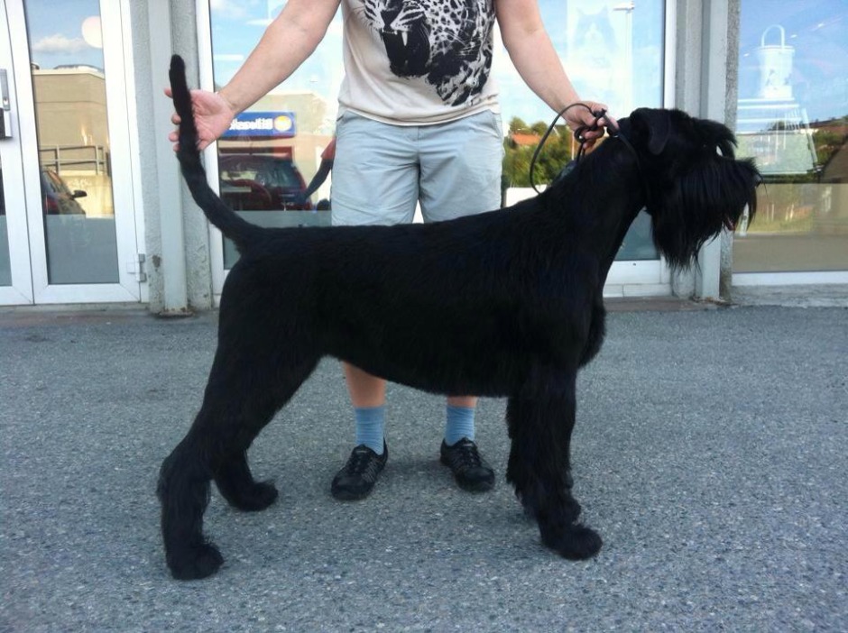 yapyards black dog.jpg